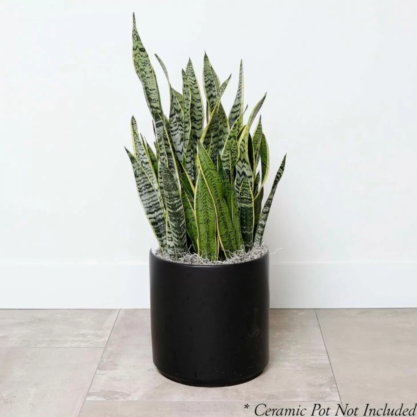 Indoor Plants>Roger's Gardens Snake Plant - Sansevieria Laurentii - 10In