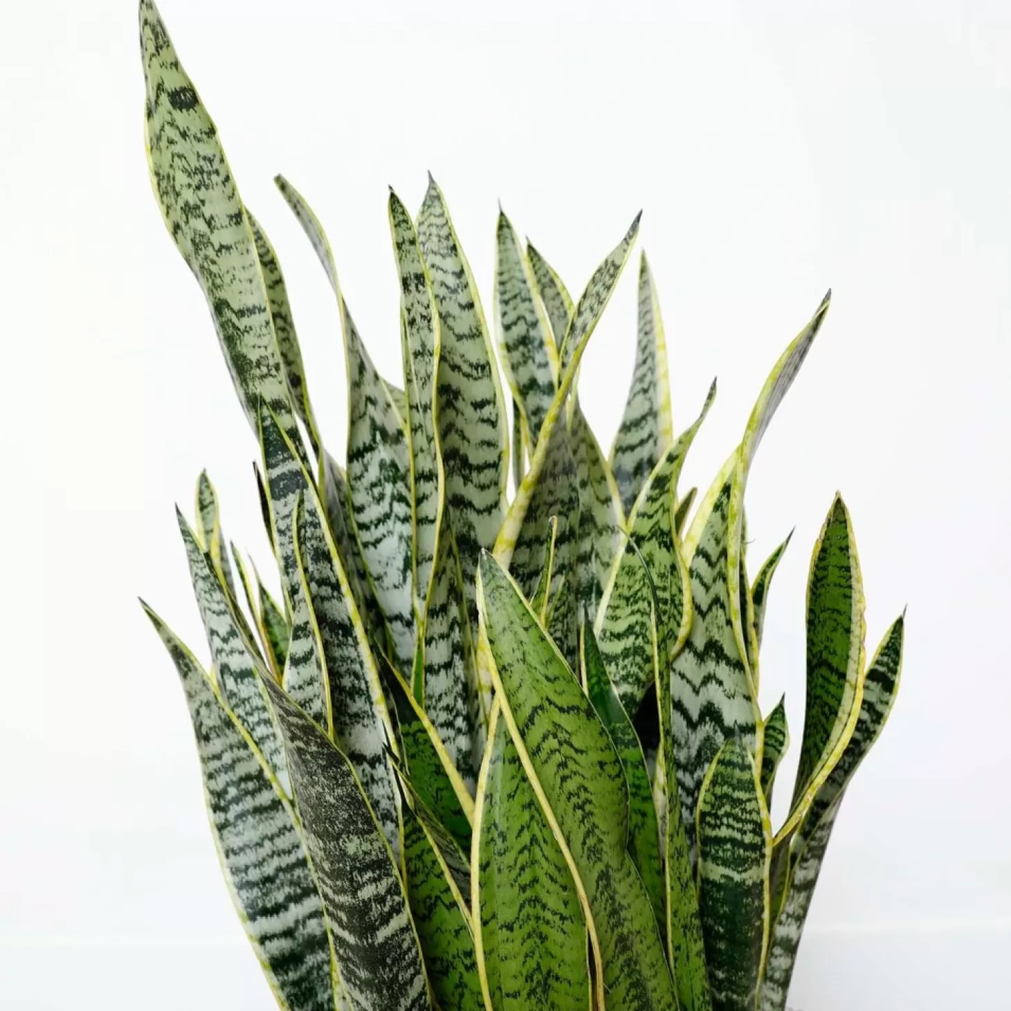 Indoor Plants>Roger's Gardens Snake Plant - Sansevieria Laurentii - 10In