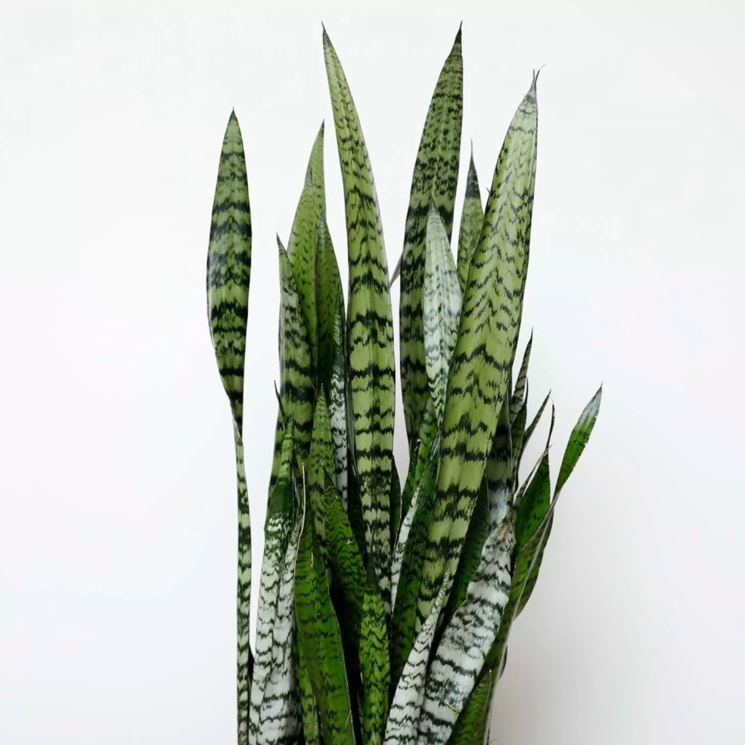 Indoor Plants>Roger's Gardens Snake Plant -Sansevieria Zeylanica - 10In