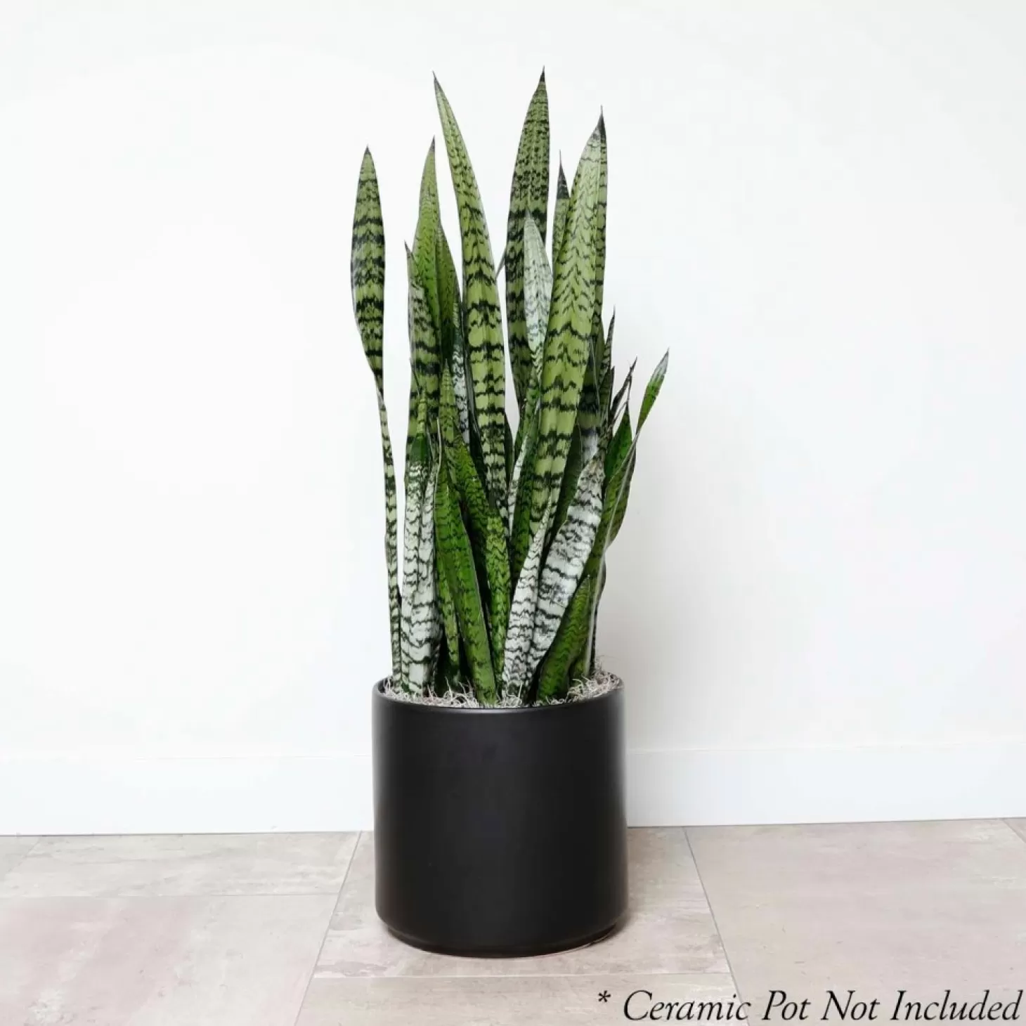 Indoor Plants>Roger's Gardens Snake Plant -Sansevieria Zeylanica - 10In