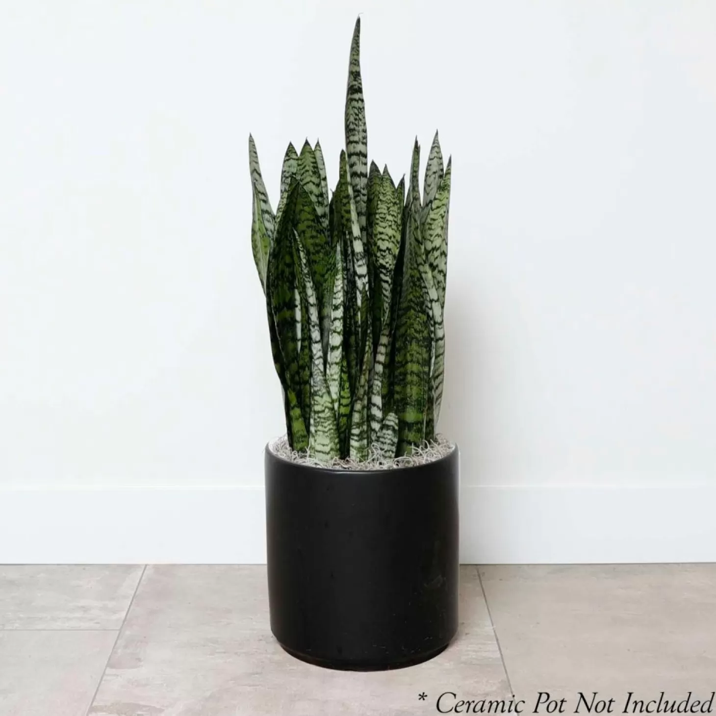 Indoor Plants>Roger's Gardens Snake Plant -Sansevieria Zeylanica - 8In