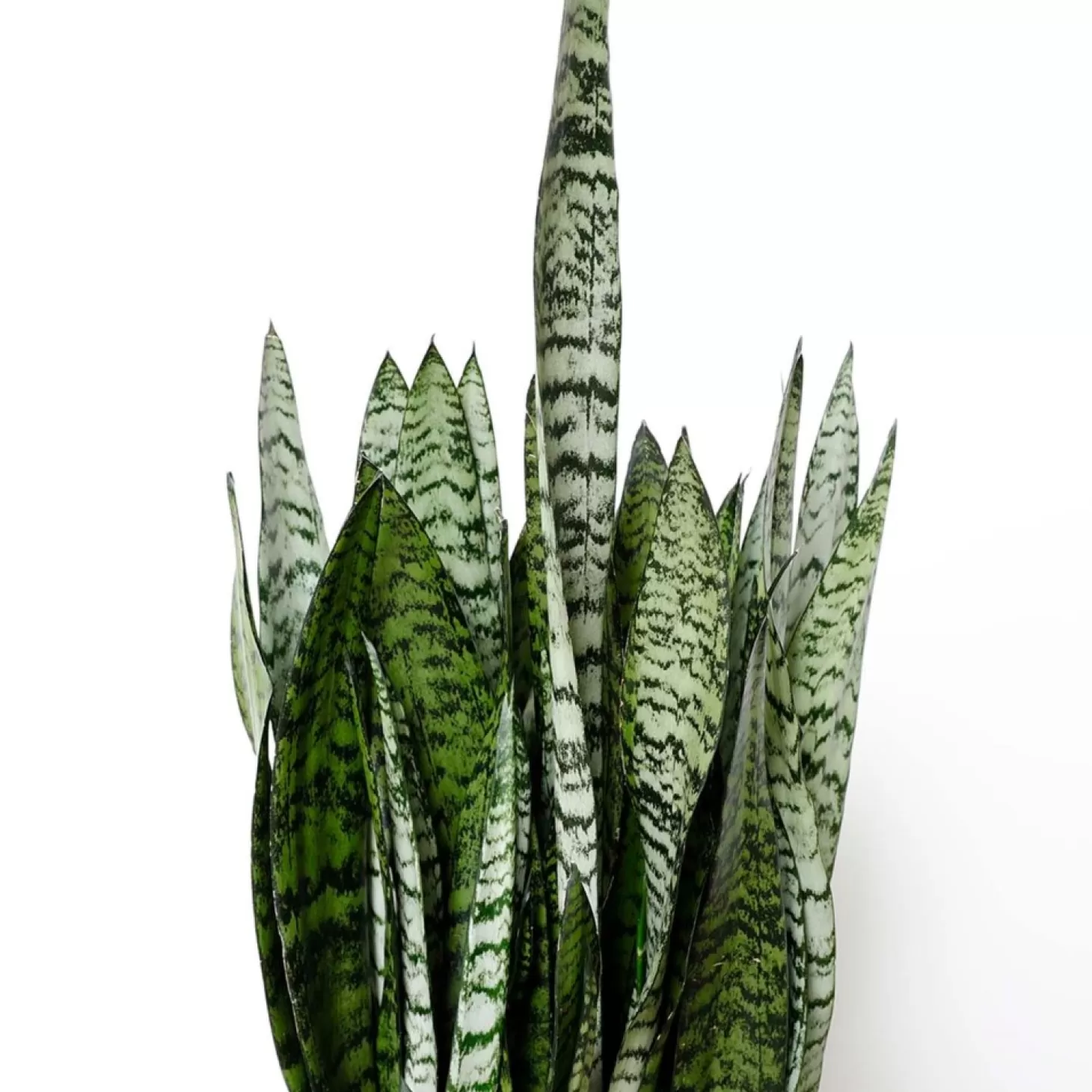 Indoor Plants>Roger's Gardens Snake Plant -Sansevieria Zeylanica - 8In