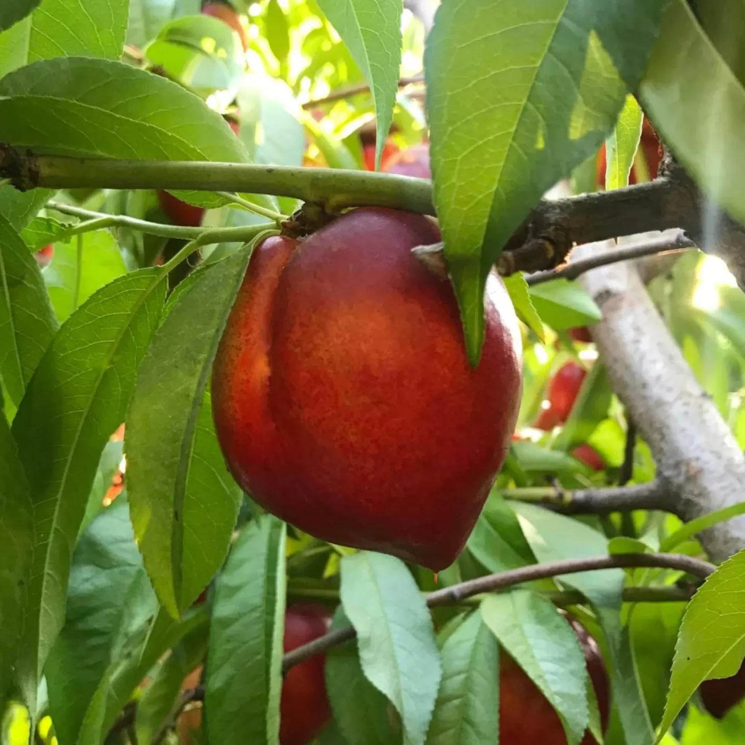 Landscape Plants>Roger's Gardens Snow Queen Nectarine- 10 Gallon