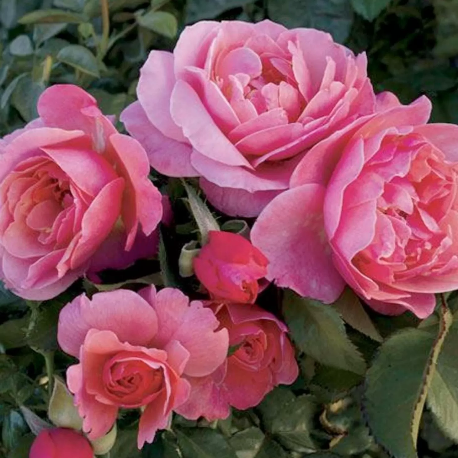 Roses>Roger's Gardens Social Climber - 5 Gallon