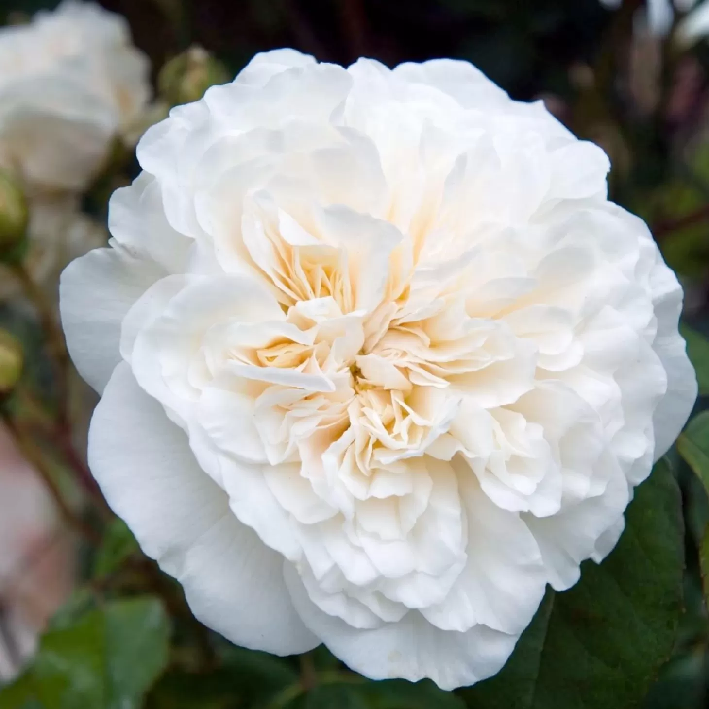 Roses>Roger's Gardens Sombreuil - 5 Gallon