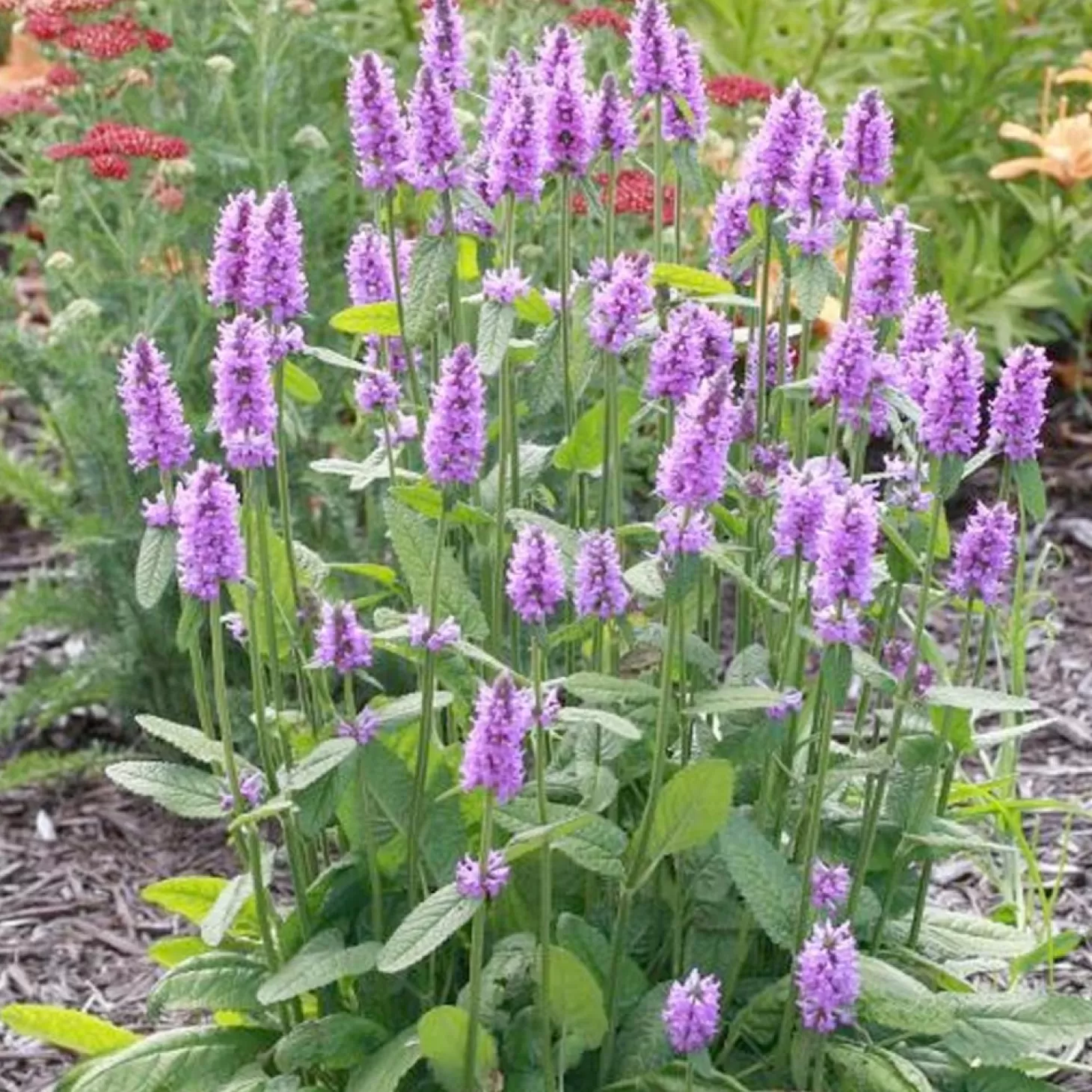 Landscape Plants>Roger's Gardens Stachys Officinalis 'Hummelo' - Hummelo Betony - 1 Gallon