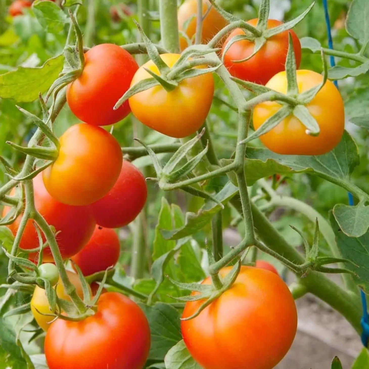 Tomatoes>Roger's Gardens Stupice - 4" Pot