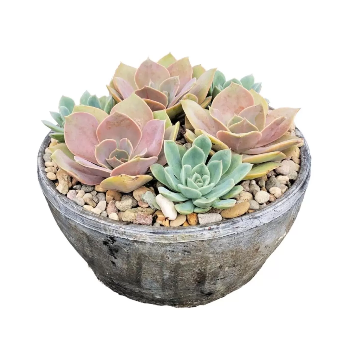 Outdoor Planted Containers>Roger's Gardens Succulents In 10'' Whitestone Bowl