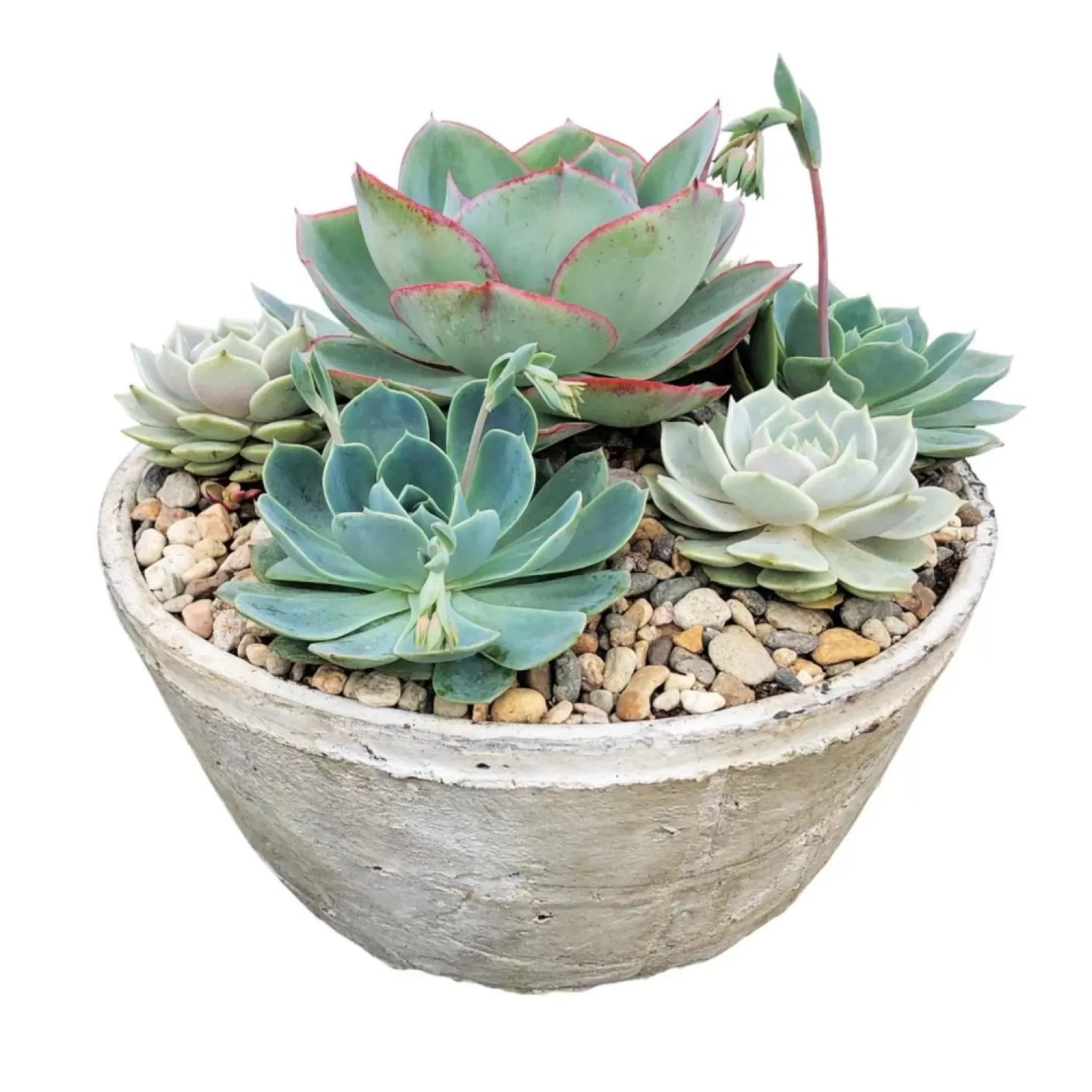 Outdoor Planted Containers>Roger's Gardens Succulents In 14'' Whitestone Bowl