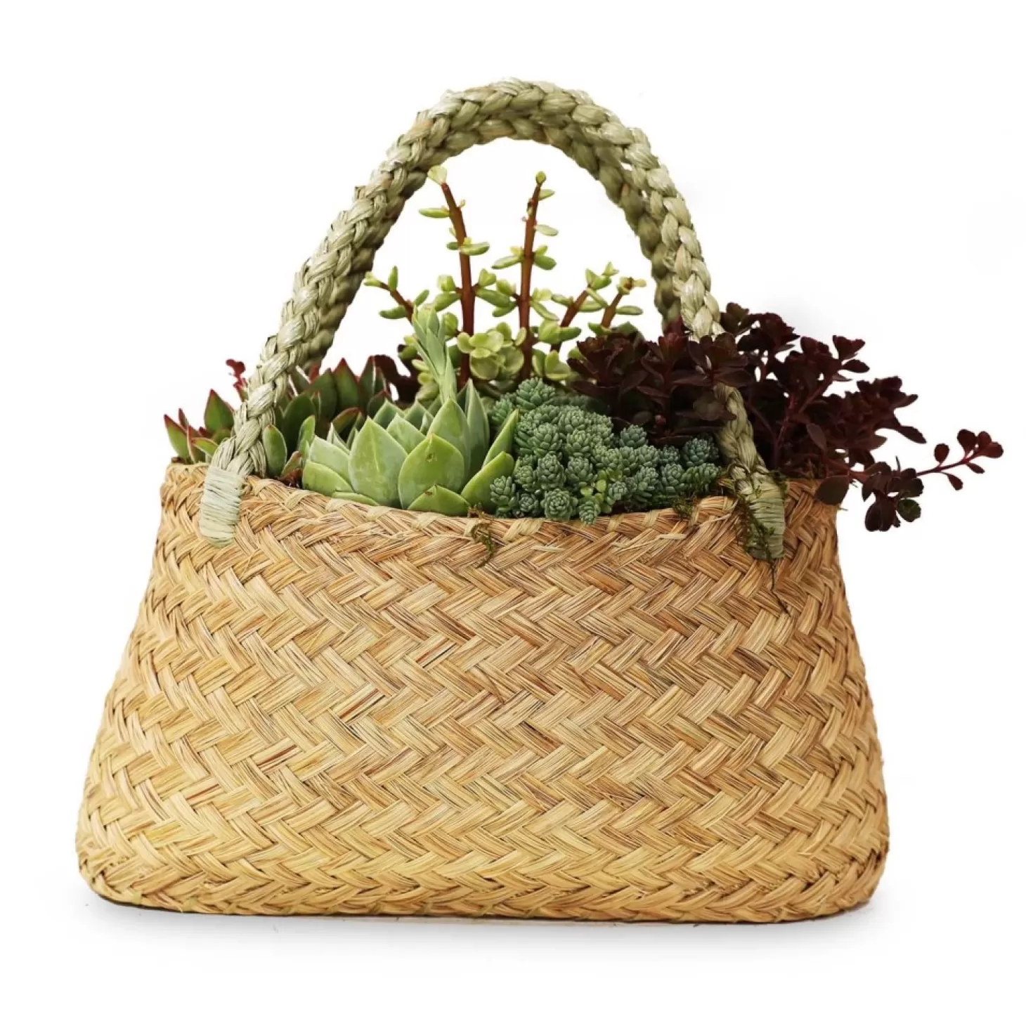 Outdoor Planted Containers>Roger's Gardens Succulents In Large Grass Purse