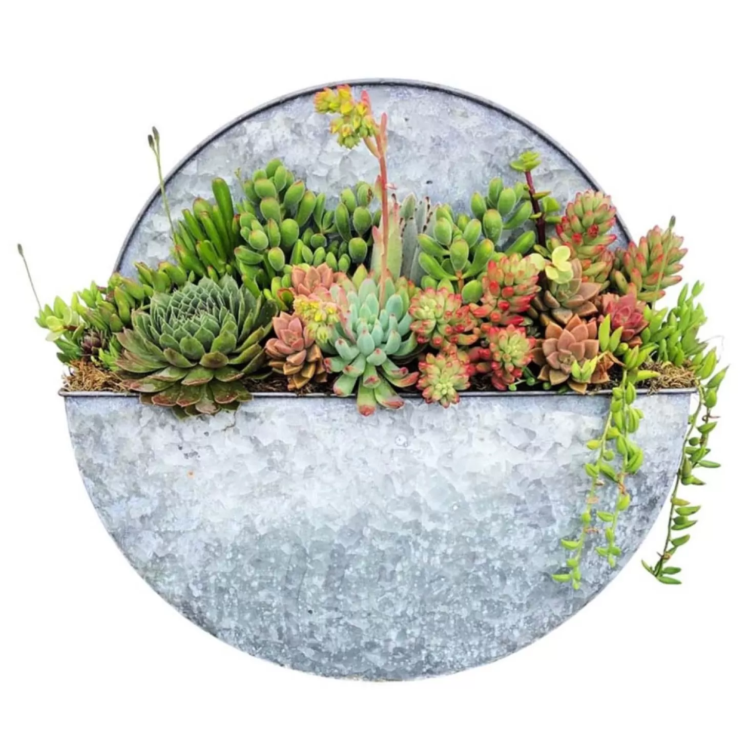 Outdoor Planted Containers>Roger's Gardens Succulents In Large Round Metal Wall Planter - 16"Dia