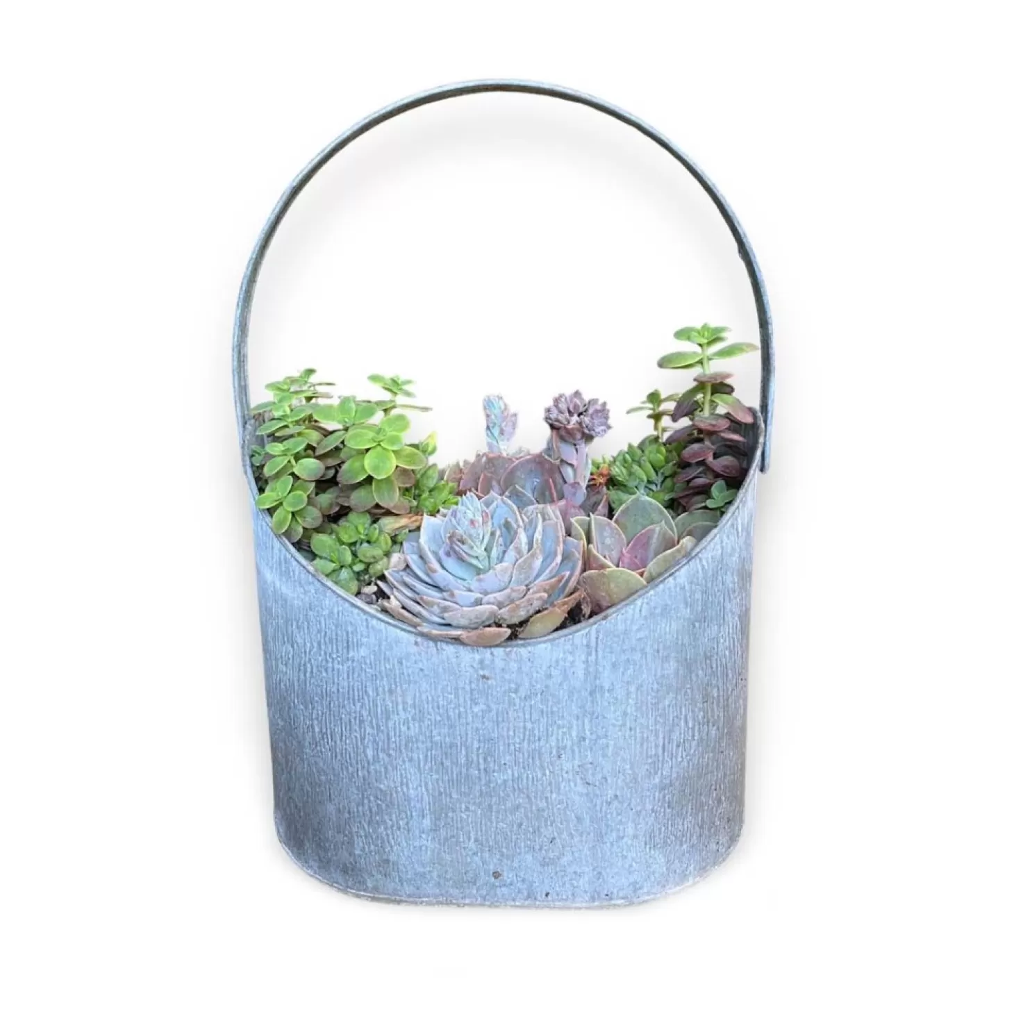 Original Design Arrangements>Roger's Gardens Succulents In Large Zinc Oval Bucket