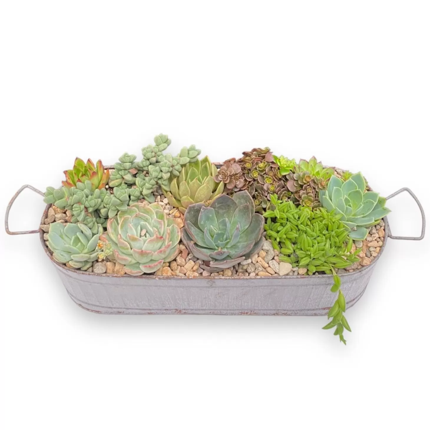 Outdoor Planted Containers>Roger's Gardens Succulents In Large Zinc Oval Tray