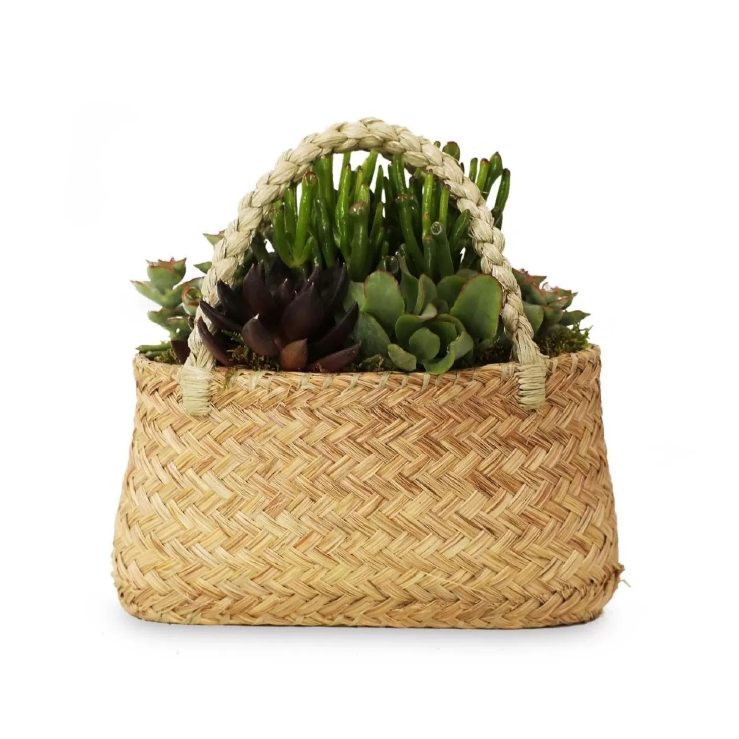 Outdoor Planted Containers>Roger's Gardens Succulents In Medium Grass Purse