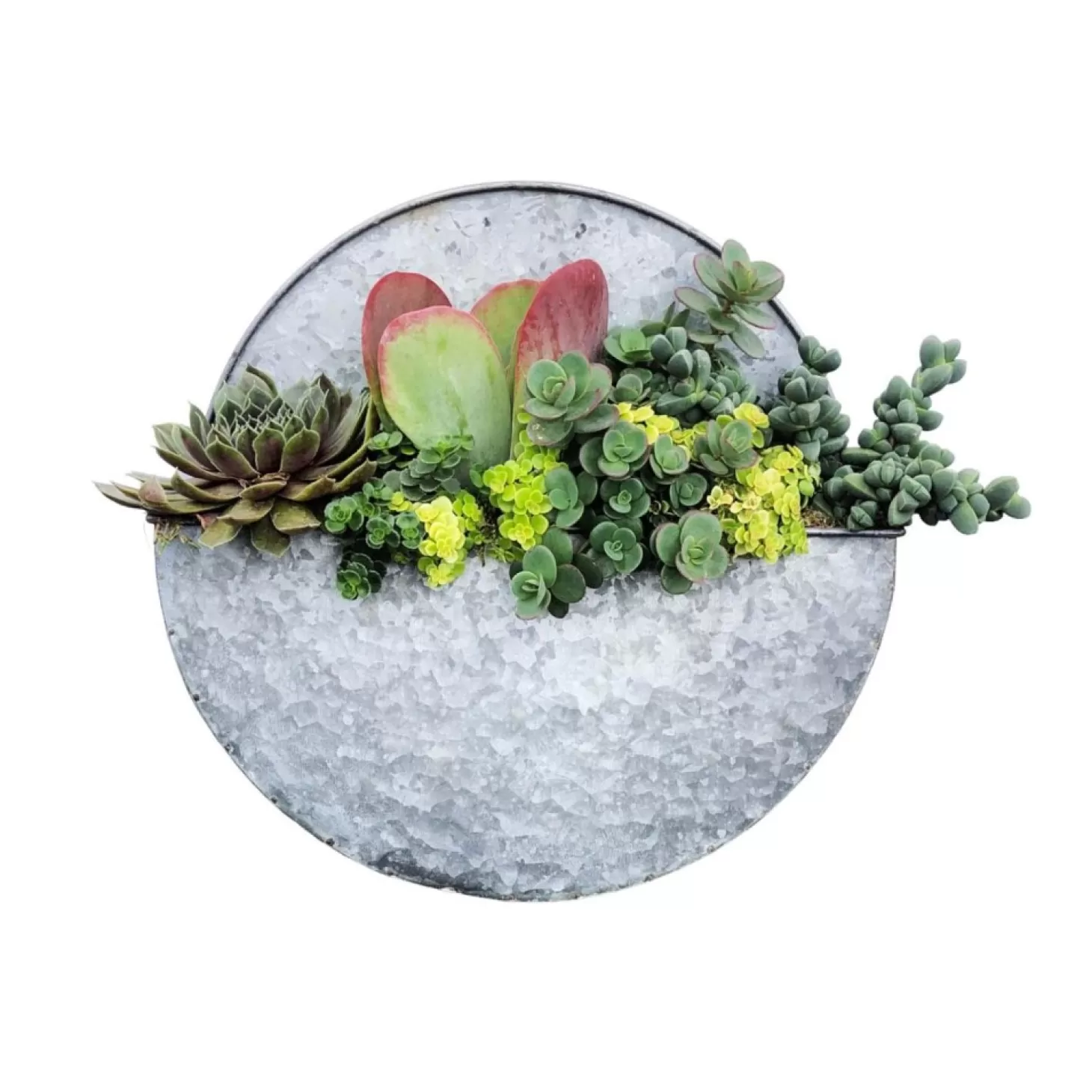 Original Design Arrangements>Roger's Gardens Succulents In Medium Round Metal Wall Planter - 13"Dia