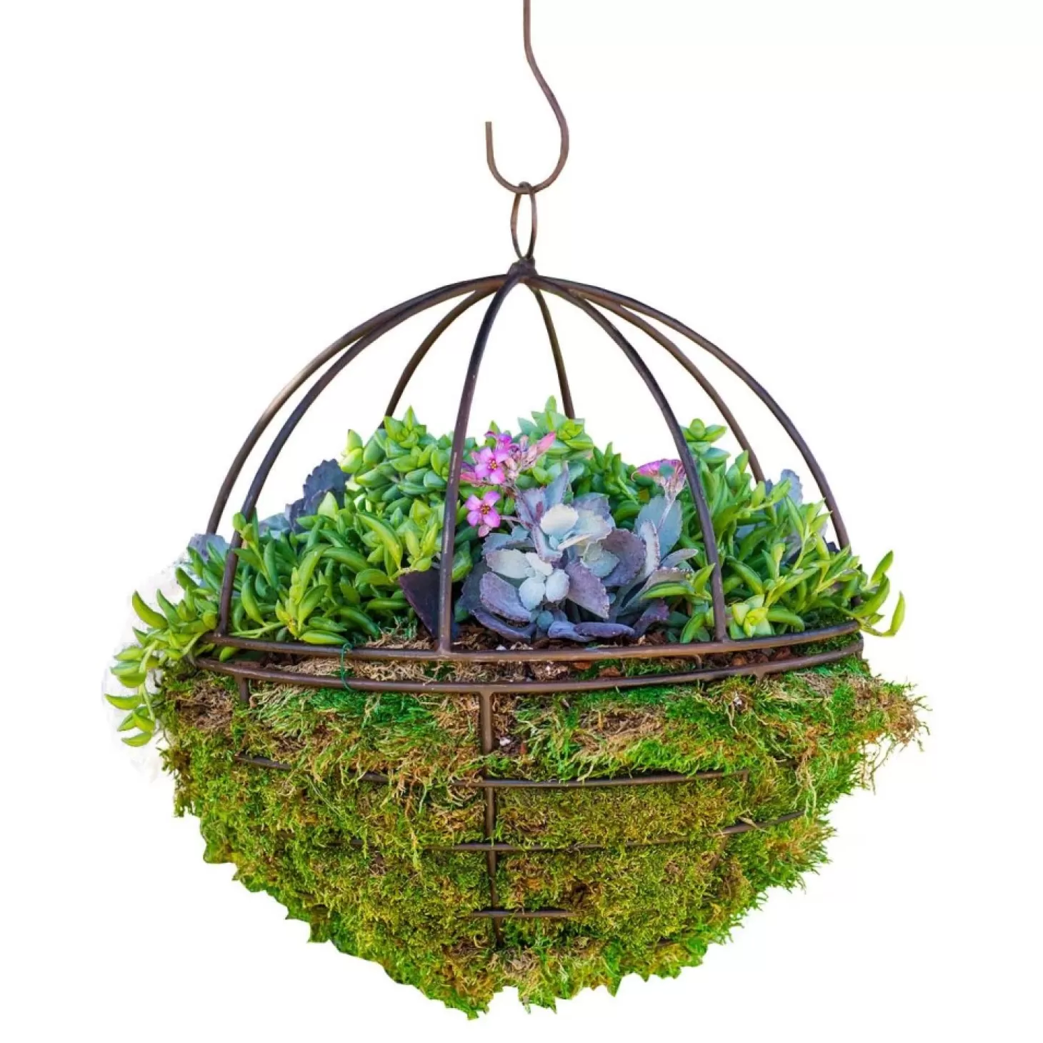 Original Design Arrangements>Roger's Gardens Succulents In Metal Orb - 12"