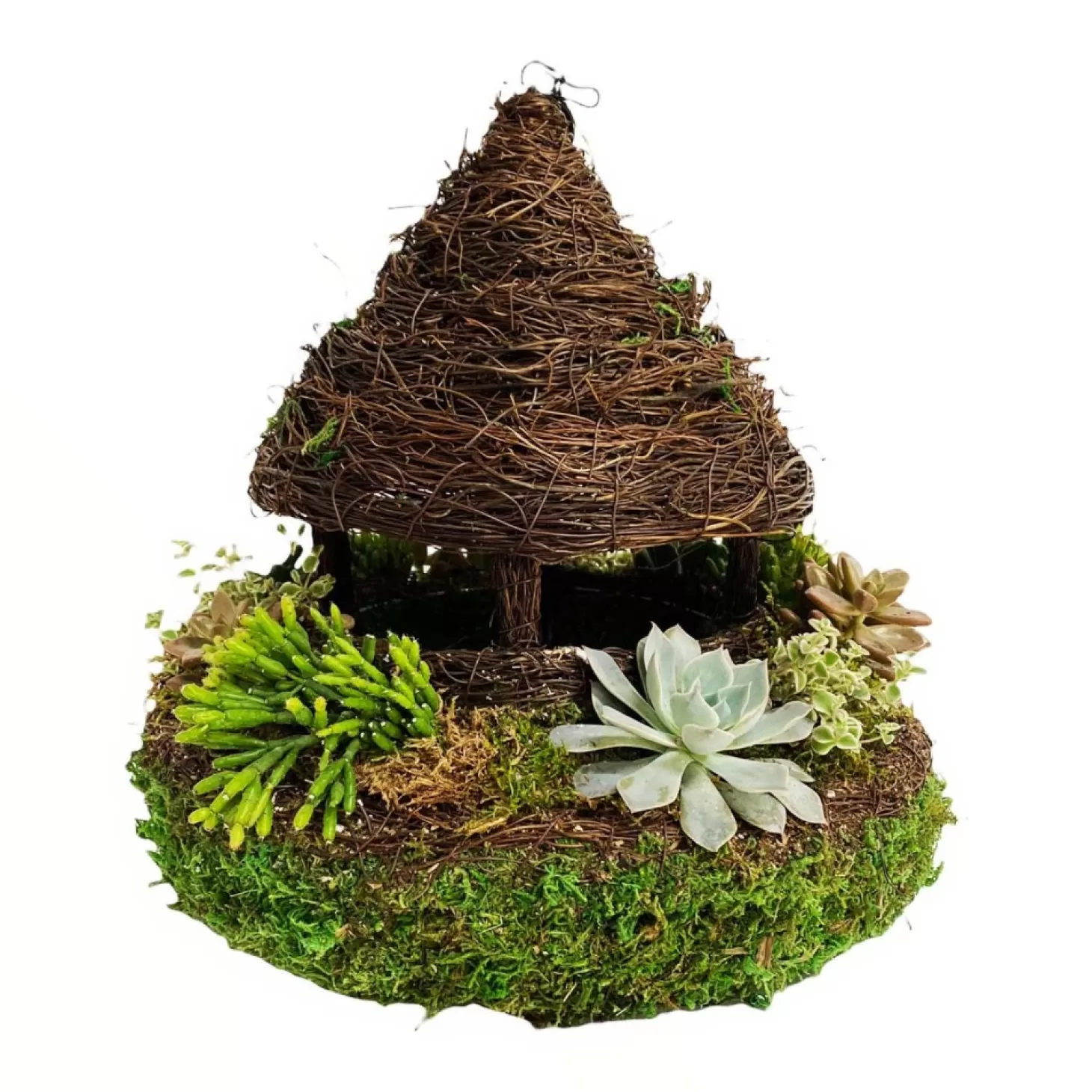 Outdoor Planted Containers>Roger's Gardens Succulents In Moss Gazebo