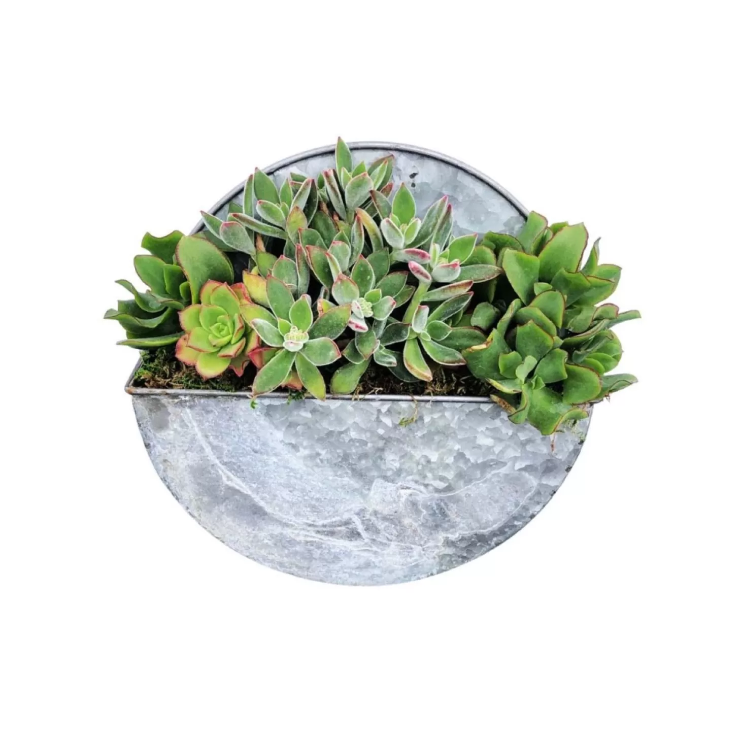 Outdoor Planted Containers>Roger's Gardens Succulents In Small Round Metal Wall Planter - 10"Dia