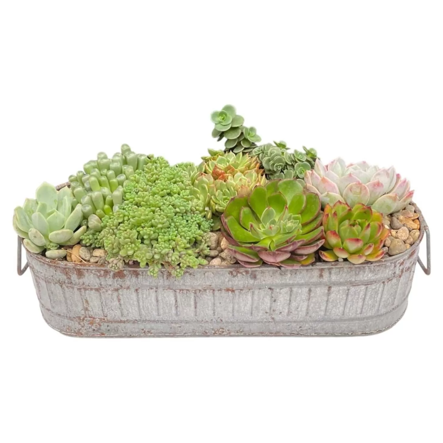 Outdoor Planted Containers>Roger's Gardens Succulents In Small Zinc Oval Tray