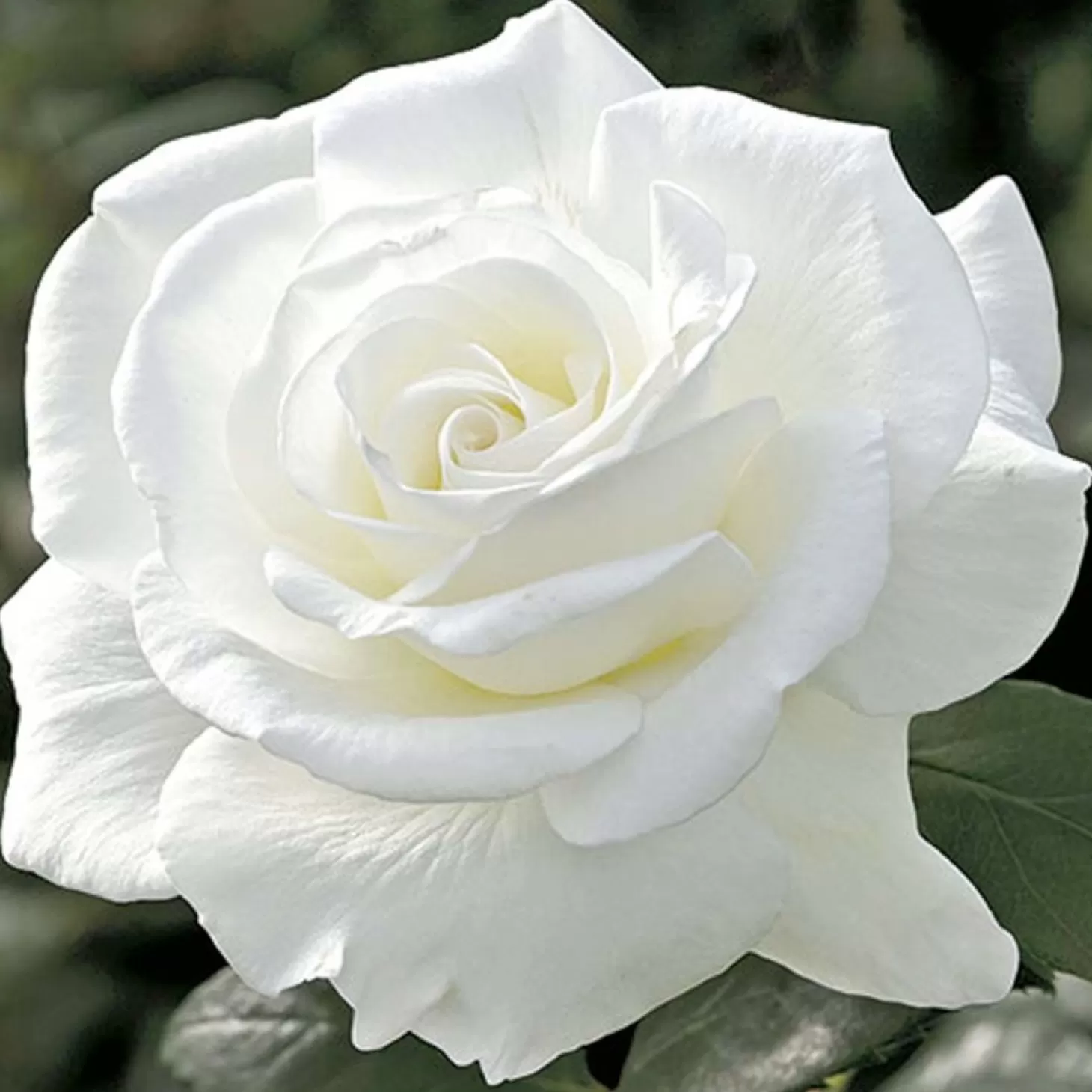 Roses>Roger's Gardens Sugar Moon - 36" Tree - 15 Gallon