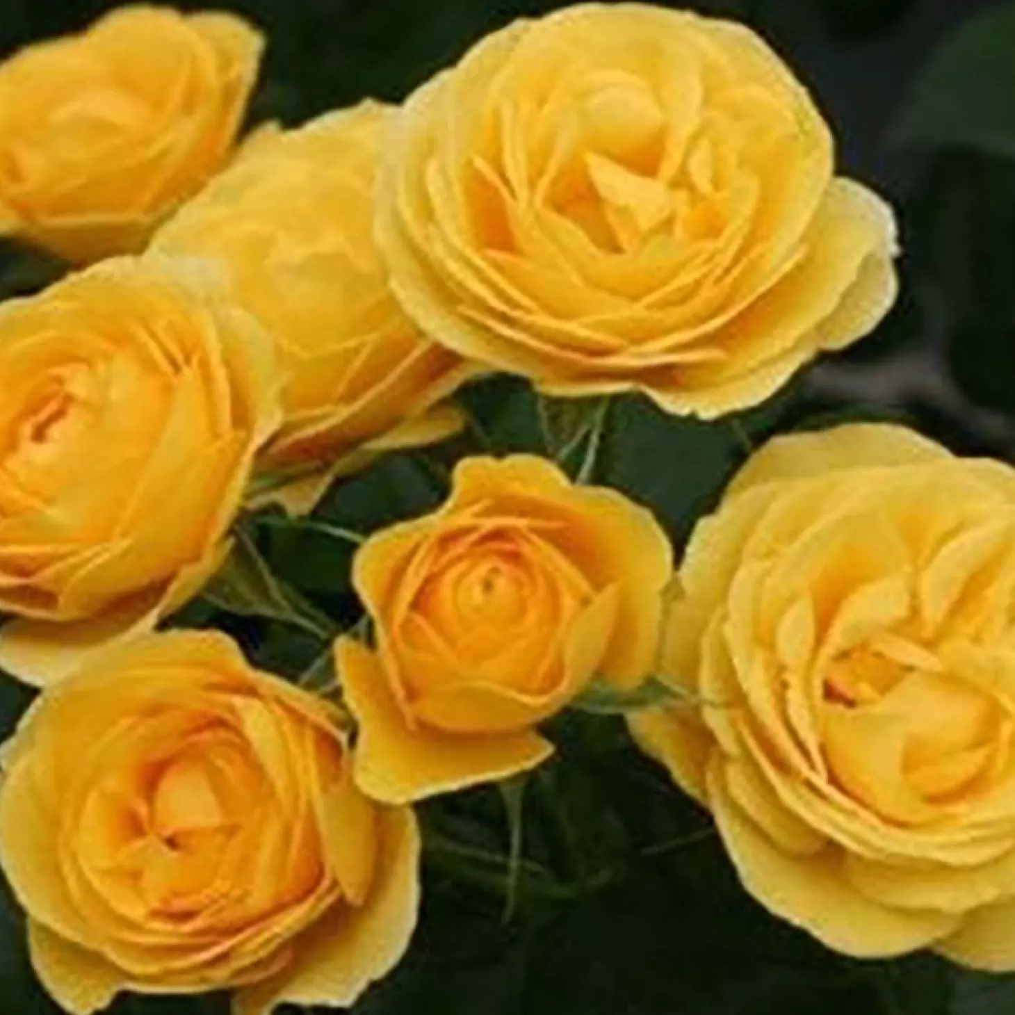 Roses>Roger's Gardens Sunbeam Veranda - 5 Gallon