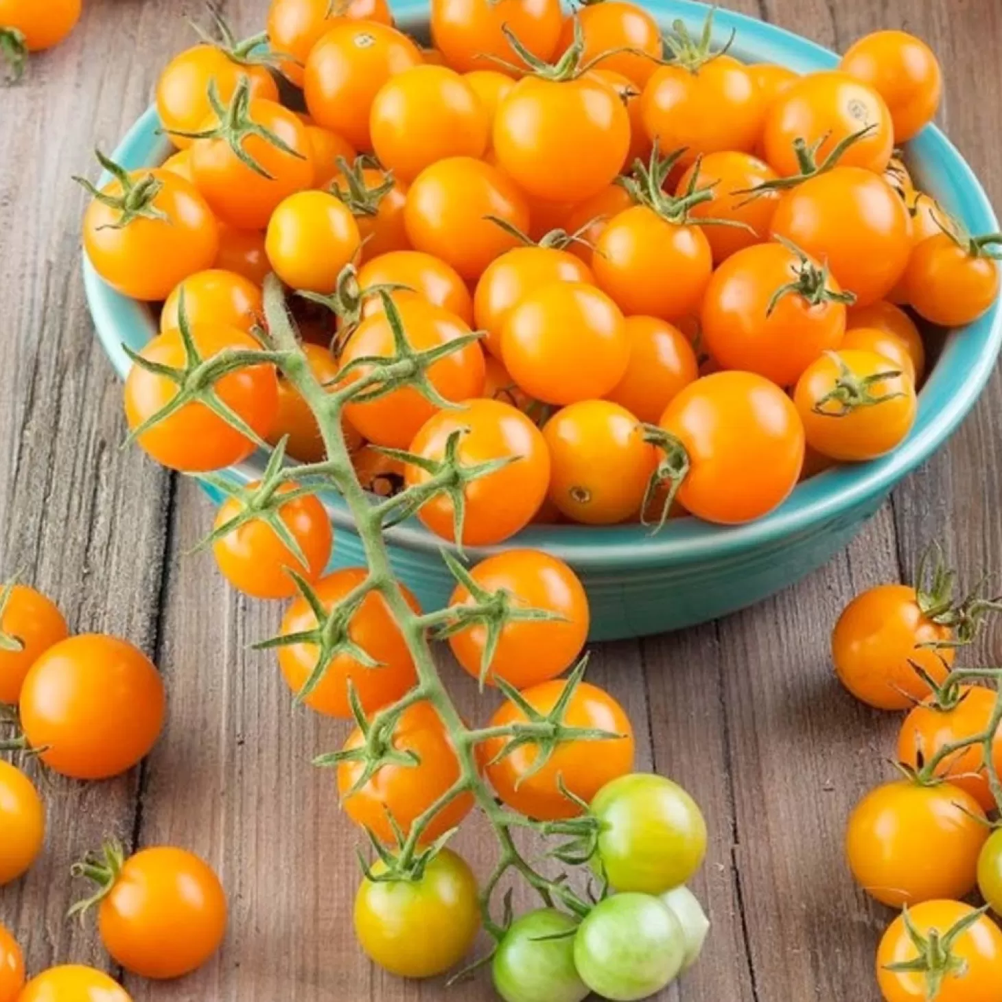 Tomatoes>Roger's Gardens Sungold - 4" Pot