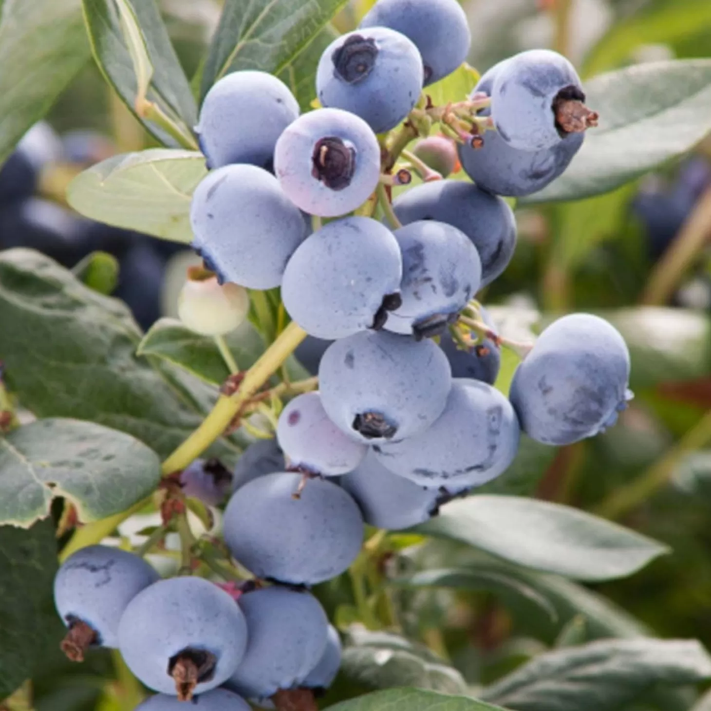 Landscape Plants>Roger's Gardens Sunshine Blue Blueberry - 2 Gallon