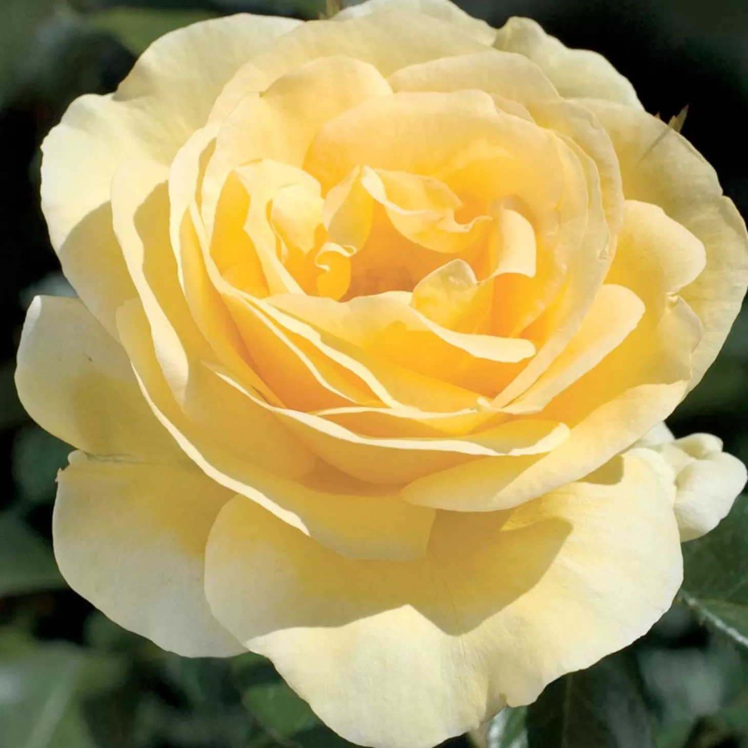 Roses>Roger's Gardens Sunshine Daydream - 5 Gallon