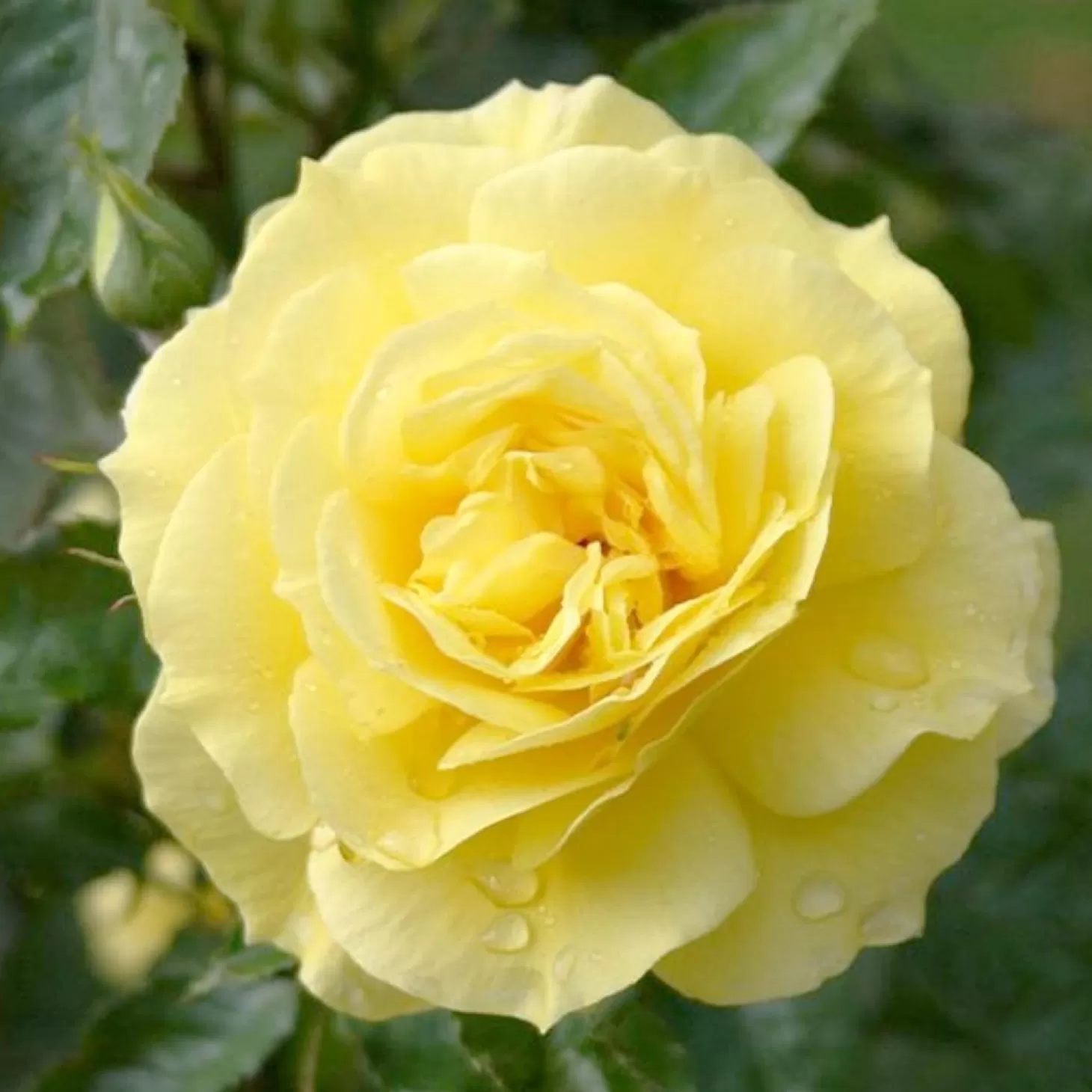 Roses>Roger's Gardens Sunsprite - 5 Gallon