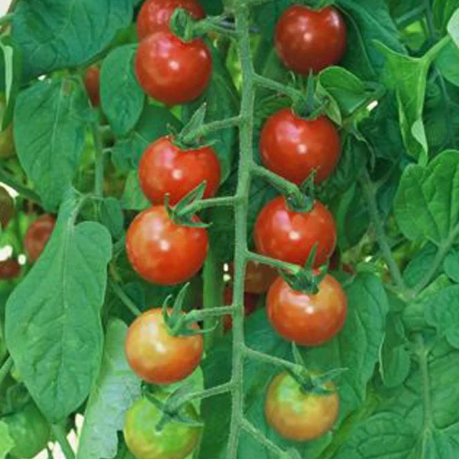 Tomatoes>Roger's Gardens Sweet 100 - 4" Pot