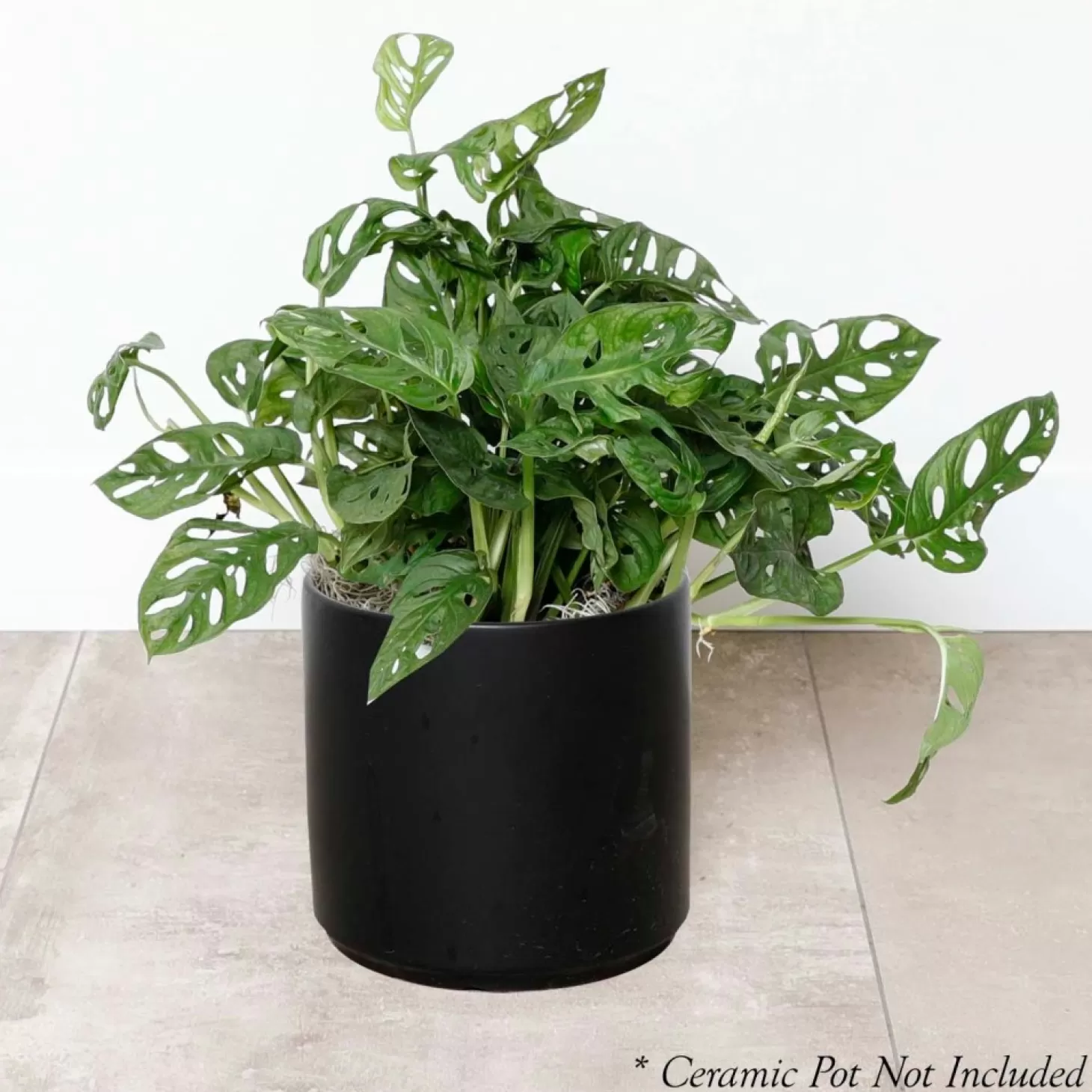 Indoor Plants>Roger's Gardens Swiss Cheese Plant - Monstera Adansonii - 8" Pot