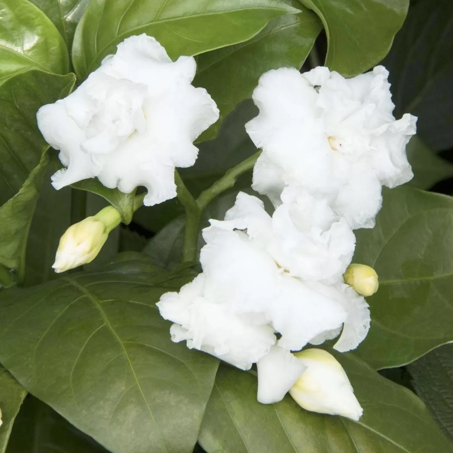 Landscape Plants>Roger's Gardens Tabernaemontana 'Flore Pleno' - Cape Jasmine - 5 Gallon