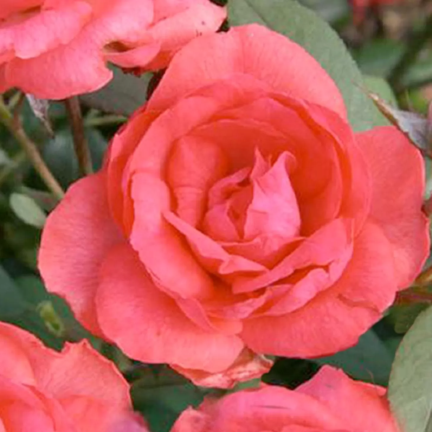 Roses>Roger's Gardens Tahitian Treasure - 5 Gallon