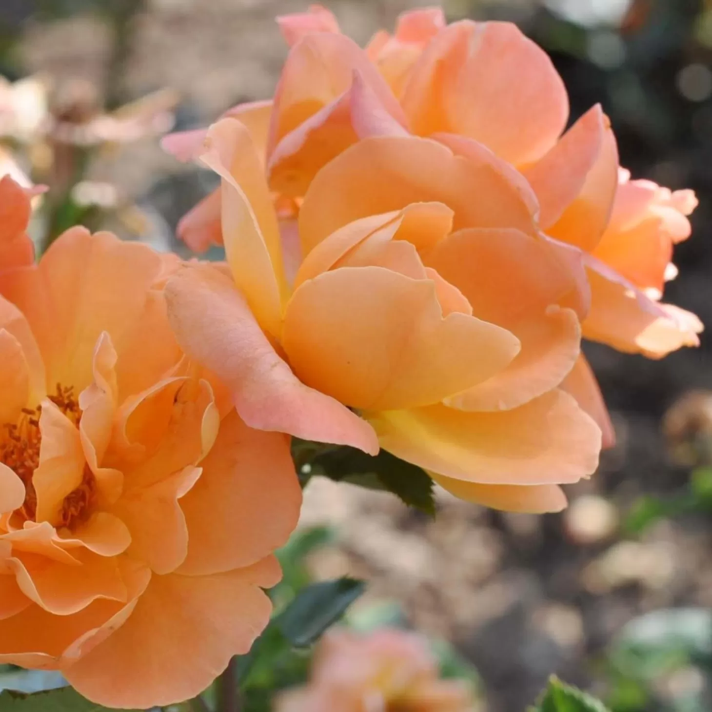 Roses>Roger's Gardens Tangerine Skies - 5 Gallon