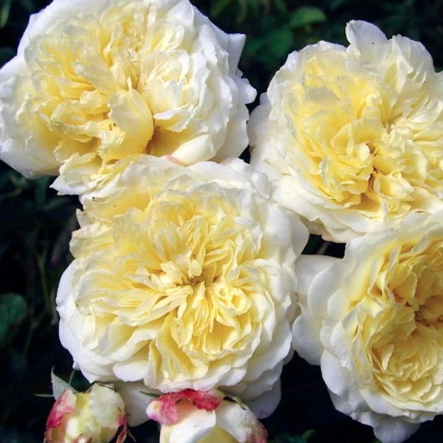 Roses>Roger's Gardens The Pilgrim - 5 Gallon