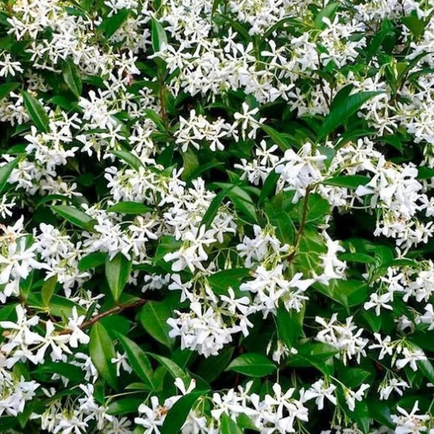 Landscape Plants>Roger's Gardens Trachelospermum Jasminoides - Star Jasmine - 5 Gallon