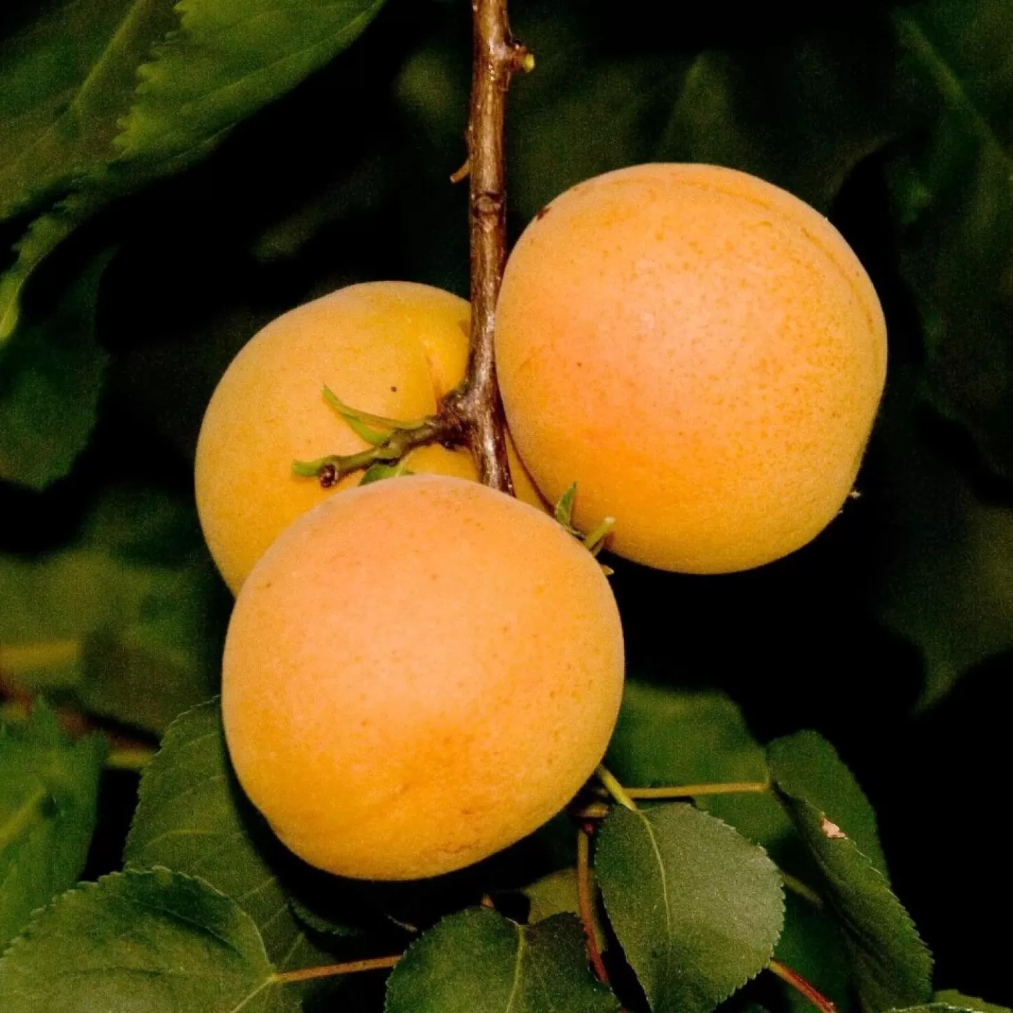 Landscape Plants>Roger's Gardens Tropic Gold Apricot - 10 Gallon