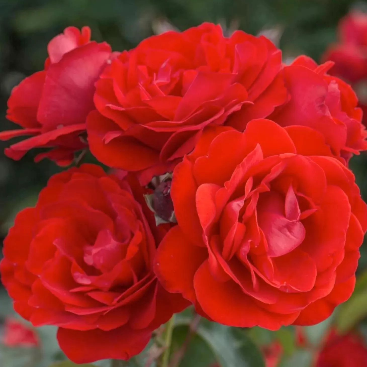 Roses>Roger's Gardens Trumpeter - 5 Gallon