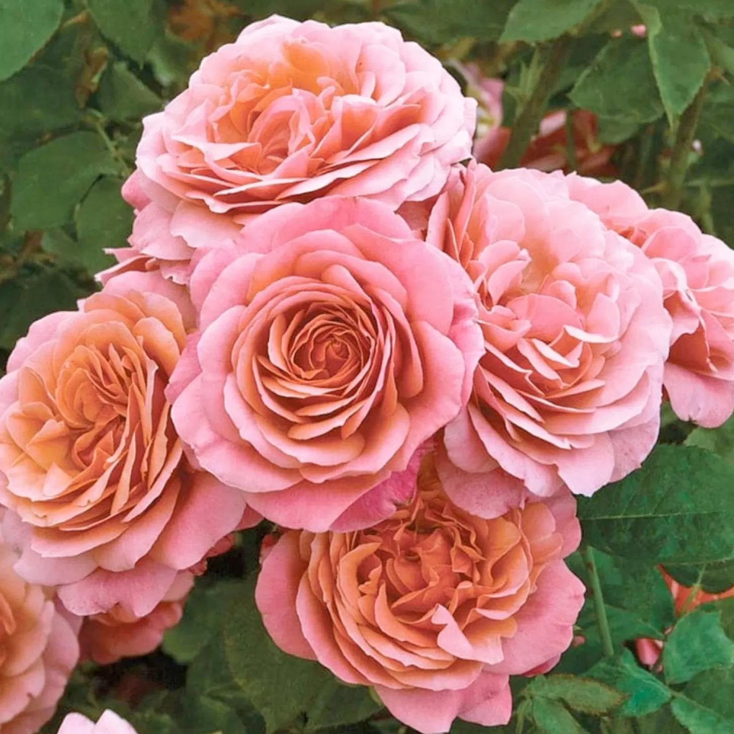 Roses>Roger's Gardens Uptown Girl - 5 Gallon