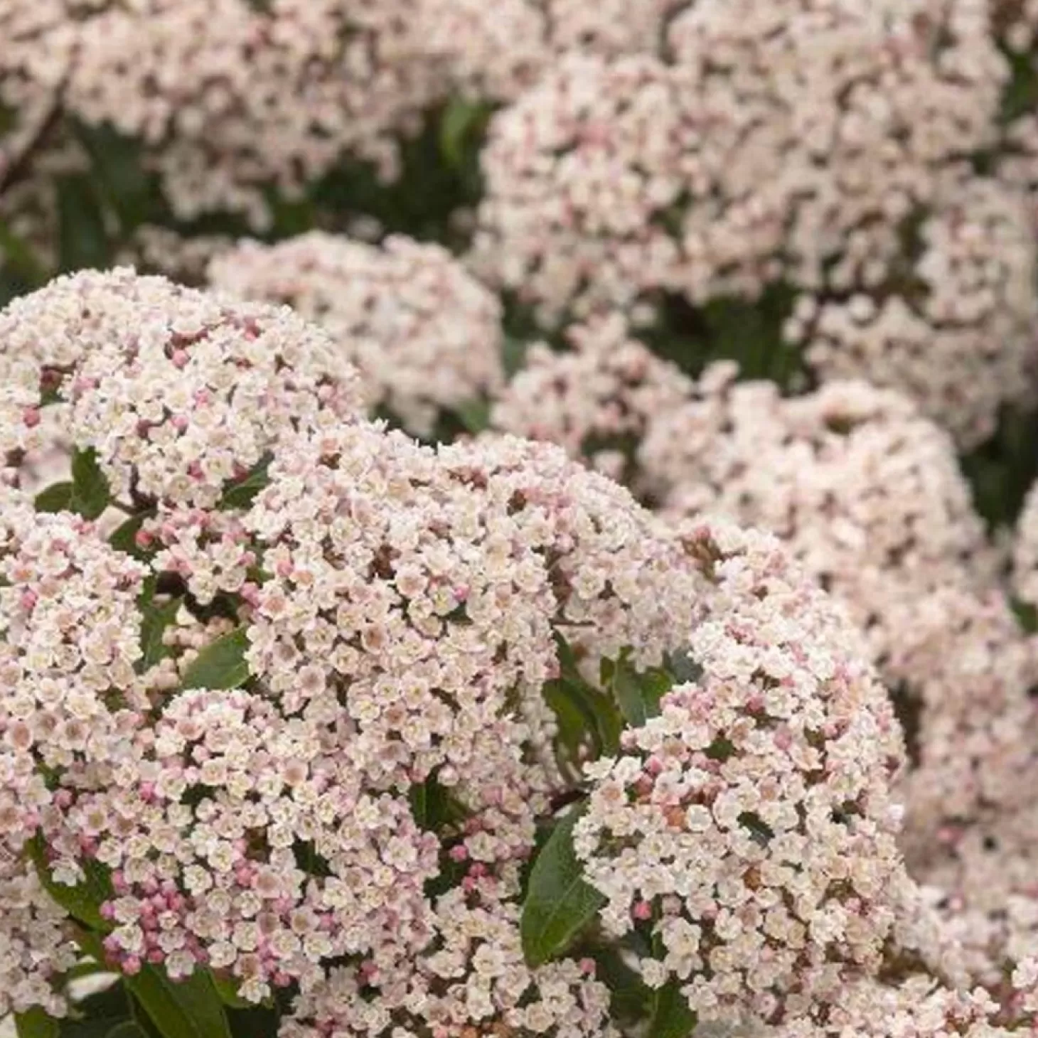 Landscape Plants>Roger's Gardens Viburnum Tinus 'Compactum' - Dwarf Viburnum - 1 Gallon