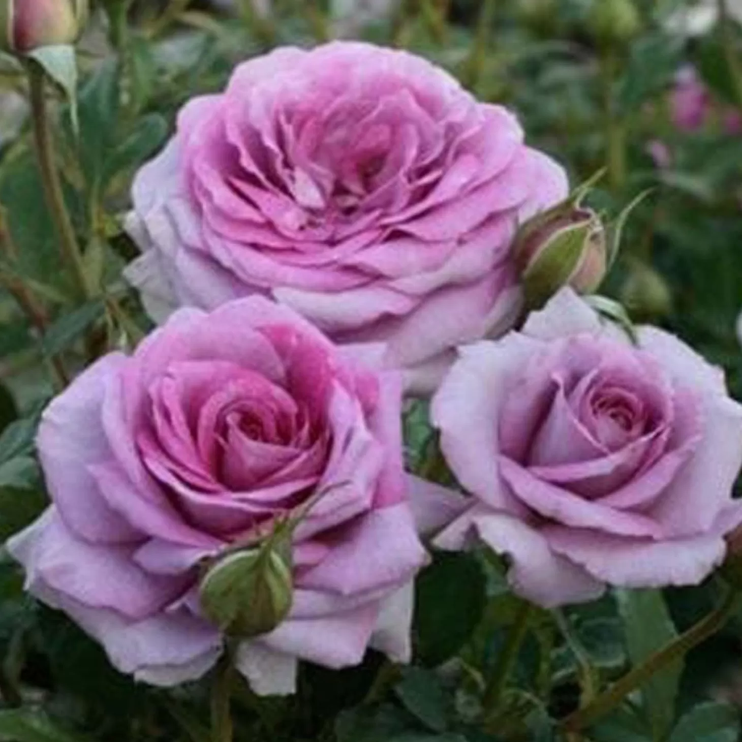 Roses>Roger's Gardens Violets Pride - 36" Tree - 5 Gallon