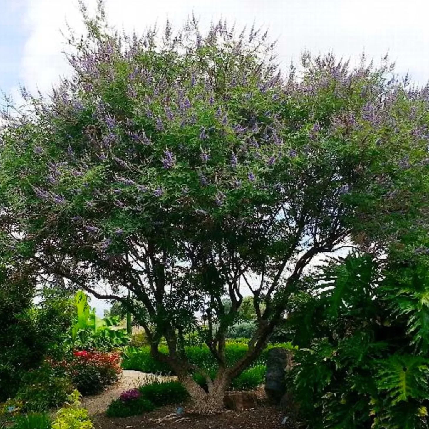 Landscape Plants>Roger's Gardens Vitex Agnus-Castus - Chaste Tree - 2 Gallon