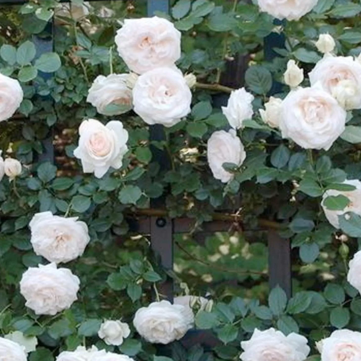 Roses>Roger's Gardens White Eden - 15 Gallon