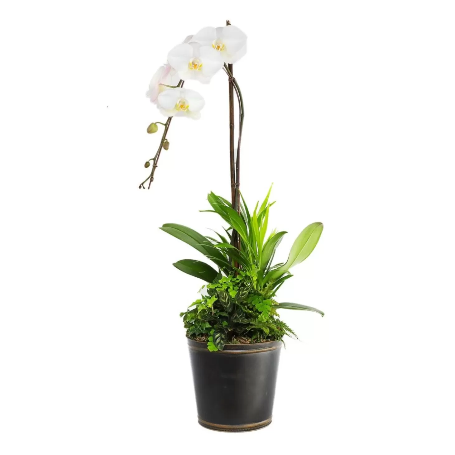 Indoor Planted Arrangements>Roger's Gardens White Orchid In Large Black And Copper Tin