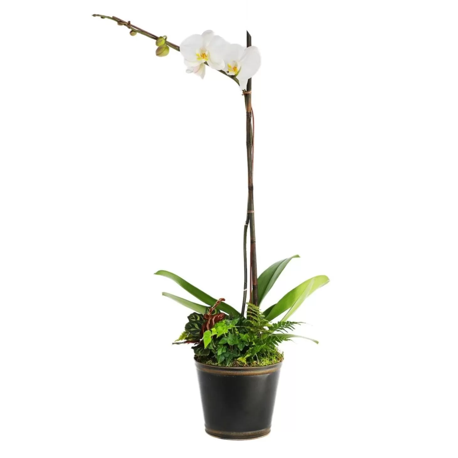 Indoor Planted Arrangements>Roger's Gardens White Orchid In Small Black And Copper Tin