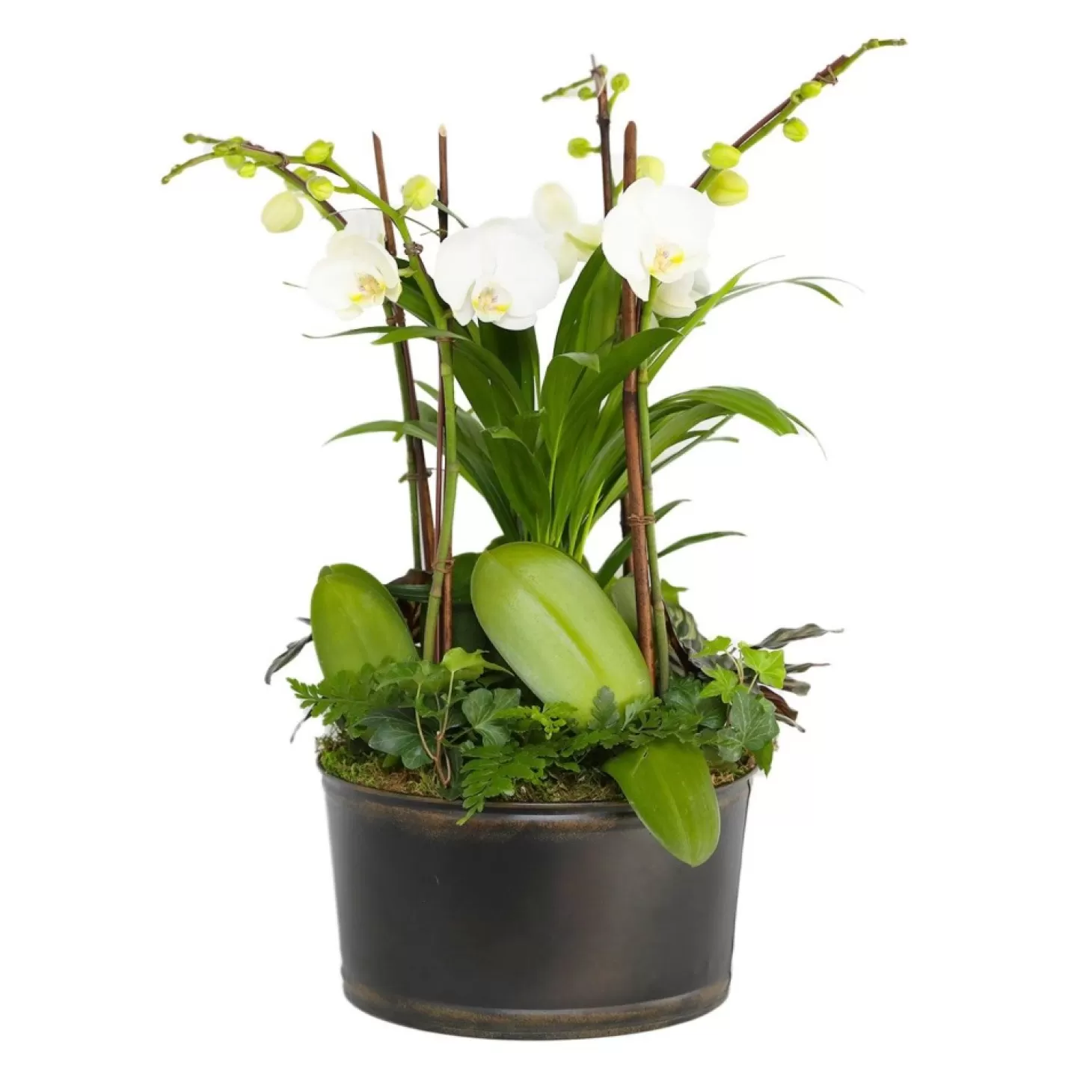 Indoor Planted Arrangements>Roger's Gardens White Orchids In Large Black And Copper Low Tin