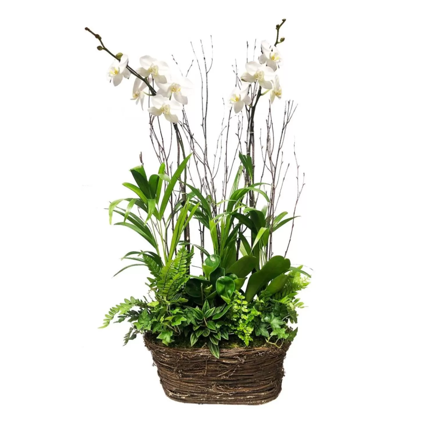 Indoor Planted Arrangements>Roger's Gardens White Orchids In Oval Grapevine Basket