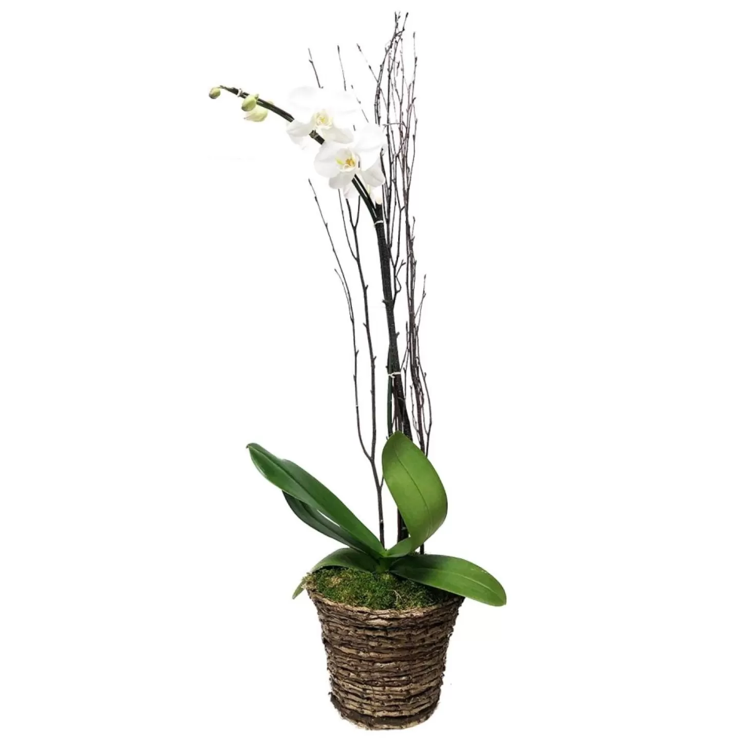 Indoor Planted Arrangements>Roger's Gardens White Phalaenopsis In Grapevine Basket