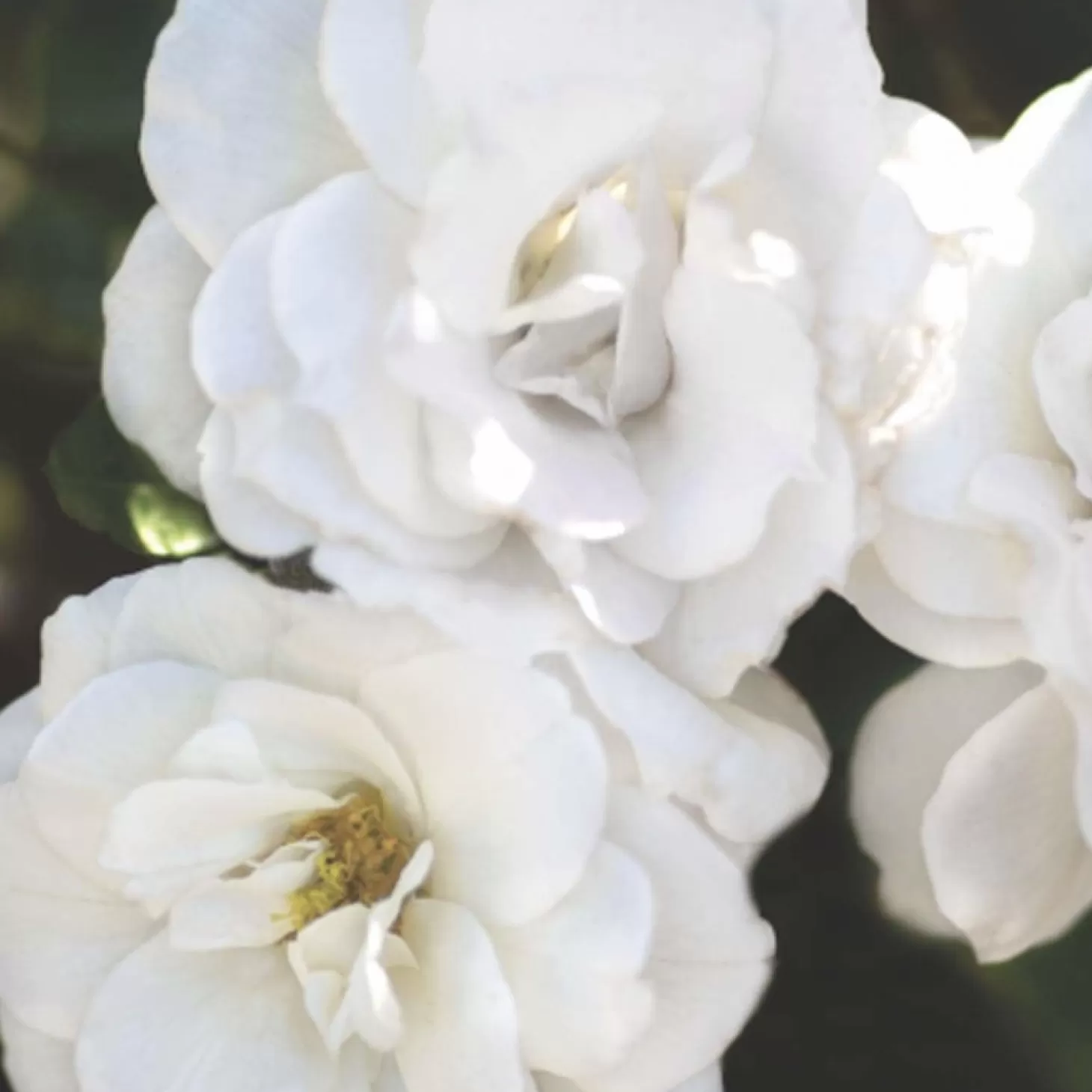 Roses>Roger's Gardens White Veranda - 5 Gallon