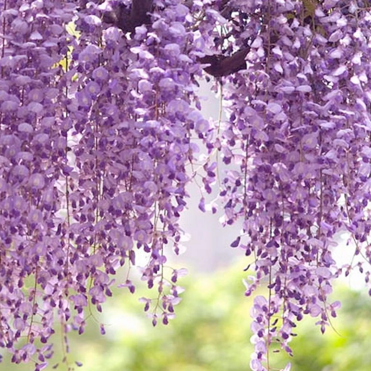 Landscape Plants>Roger's Gardens Wisteria 'Texas Purple' - Texas Purple Japanese Wisteria - 5 Gallon